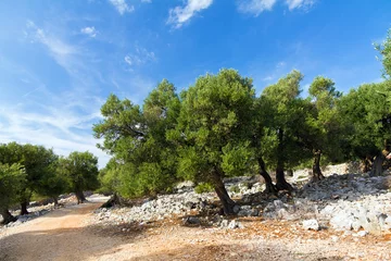 Papier Peint photo Lavable Olivier Landscape with olive trees on the island of Pag in Croatia