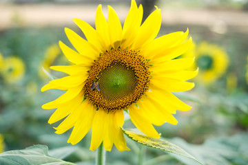 Obraz premium Sunflower field