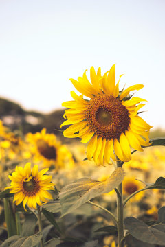 Vintage tone: Sunflower field
