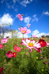 コスモス畑＠長崎県諫早市白木峰