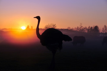 Silhouetstruisvogel op zonsondergangachtergrond