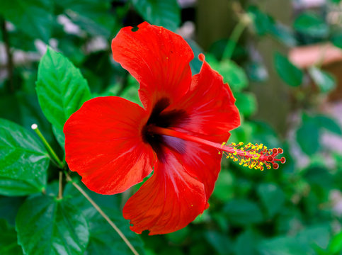 Fototapeta Hibiscus Flower.