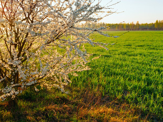 Cherry Tree Blossoming At The Edge Of Green Field