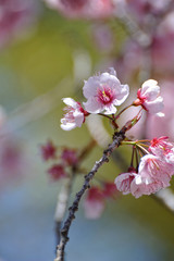 桜の花