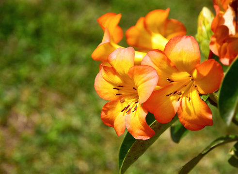 Close-up of beautiful orange flowers on blurred green background with copy space for text and design. (Vireya Rhododendron) 