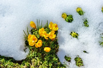 New beginning - Yellow crocus and erantis at springtime