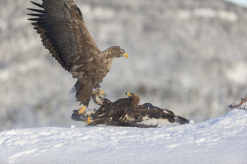 White-tailed Eagle and Golden Eagle fighting.