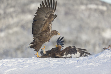 White-tailed Eagle and Golden Eagle fighting.