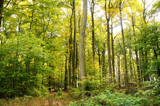 noch grüner Buchenwald im Oktober © beatuerk