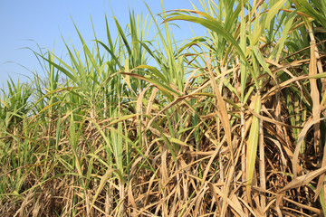 sugarcane plants grow at farmland.