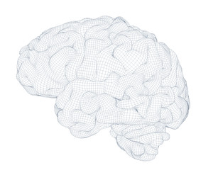 brain isolated wireframe