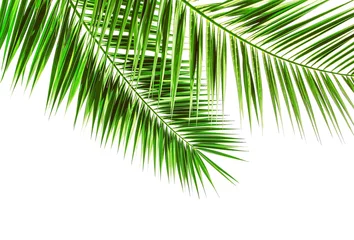 Rolgordijnen Palmwedel auf weiß isoliert © stockpics