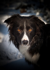 Border Collie Portrait