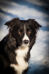 Portrait von einem wunderschönen reinrassigen Border Collie black and white mit braunen Augen im Schnee an einem Wintertag in der Sonne