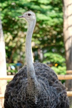 Portrait of ostrich