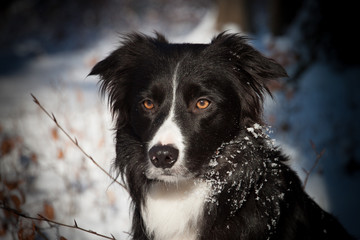 Boder Collie im Schnee mit dunklem Rand