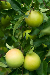 Apples on a branch in a garden