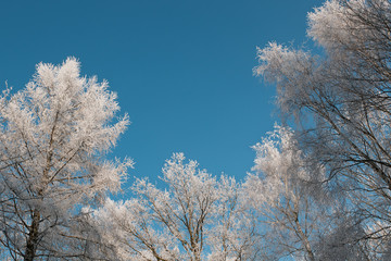 Rime on trees against a dark blu sky. Winter landscape.