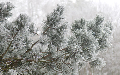 Pine tree branches covered with hoarfrost on a cold winter day. 