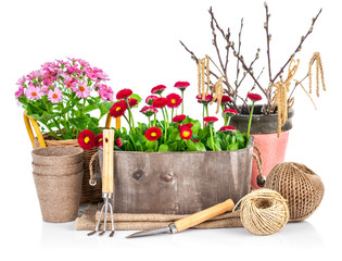 Fototapeta na wymiar Spring flowers in wooden bucket with garden tools