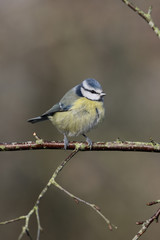 Blue tit, Parus caeruleus