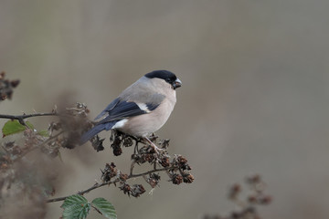 Bullfinch, Pyrrhula pyrrhula