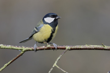 Great tit, Parus major