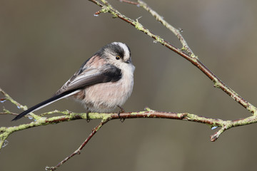 Long-tailed tit, Aegithalos caudatus