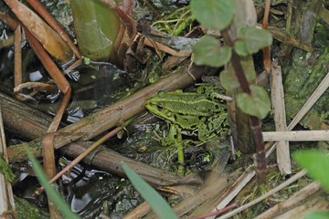 Laubfrosch
