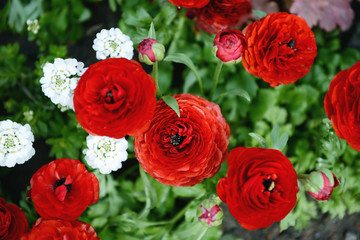 red ranunculus flowers