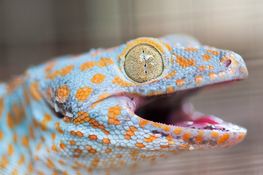 close up shot of a tokay gecko