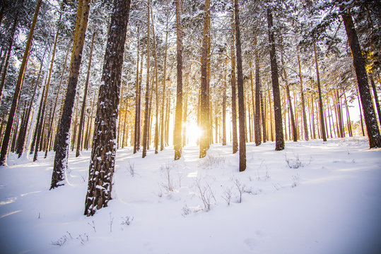 The morning sunrise in the winter forest.    