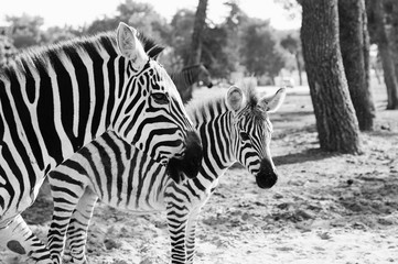 Obraz na płótnie Canvas Zebra in Safari in Tel-Aviv