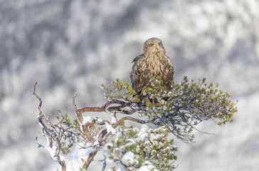 White-tailed Eagle sitting in top of Pine Tree.