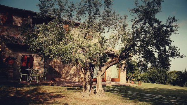 Country cottage in Tuscany with a big olive tree