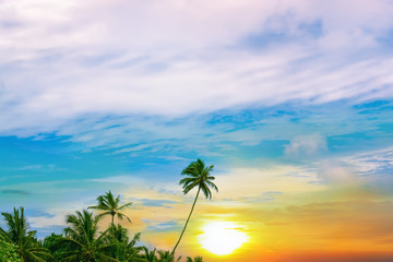 Fototapeta na wymiar beautiful sunrise and tropical palms