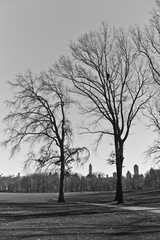 Central Park tree in black and white
