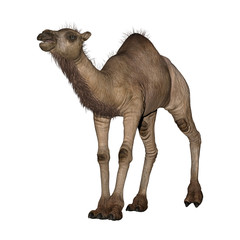 Dromedary or Arabian Camel