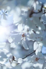 Crédence de cuisine en verre imprimé Magnolia Magnolia blanc en fleurs
