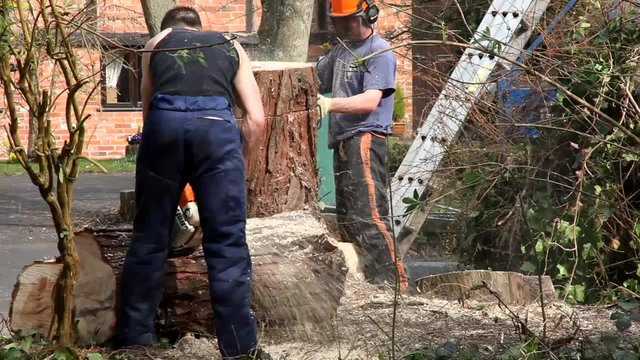 tree surgeon