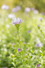 Abstract floral background with a purple flower