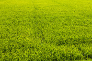 Obraz na płótnie Canvas Background of green paddy fields