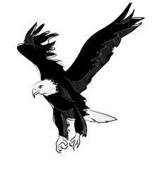 vector sketch style drawing of flying bald eagle