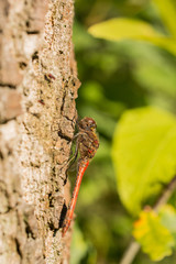 Dragonfly on the tree
