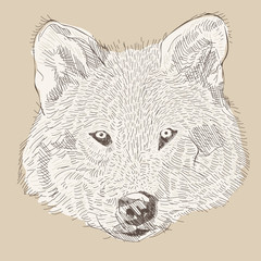 engraving style vector hand drawing wolf head