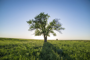 tree in green field