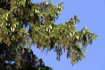 Spruce