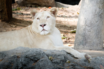White female lion lie down on the rock