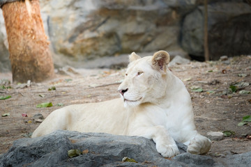 Obraz premium White female lion lie down on the rock
