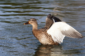 Canard colvert prêt à s'envoler